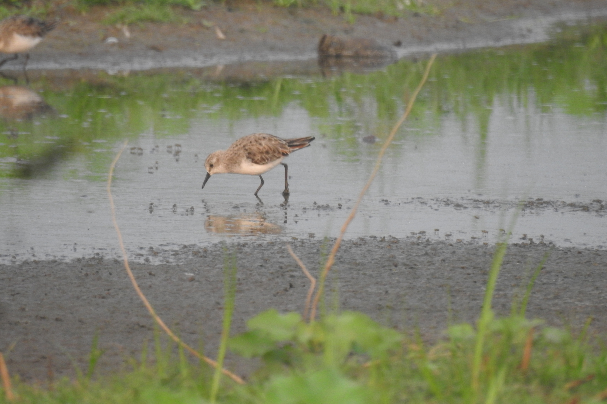 Little Stint