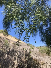 Schinus molle