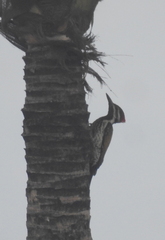 Dinopium benghalense