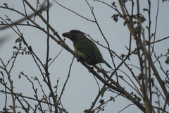 Psilopogon viridis