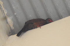 Galloperdix spadicea