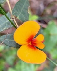 Platylobium obtusangulum