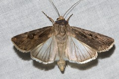 Agrotis munda