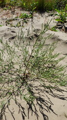 Corispermum americanum