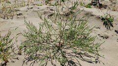 Corispermum americanum