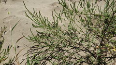 Corispermum americanum