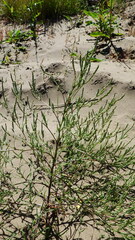 Corispermum americanum