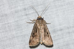 Agrotis munda