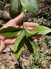 Alyxia magnifolia