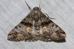 Gastrinodes argoplaca