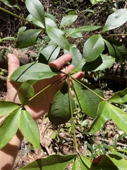 Alyxia magnifolia