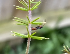 Pompiloidea