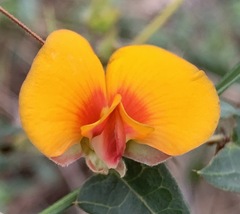 Platylobium obtusangulum