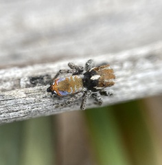 Maratus calcitrans
