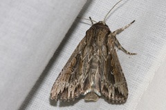 Persectania dyscrita