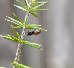 Pompiloidea