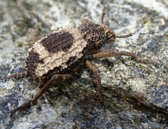 Brachycerus tauriculus