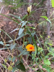 Platylobium obtusangulum