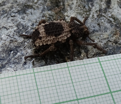 Brachycerus tauriculus
