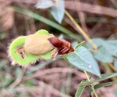 Platylobium obtusangulum