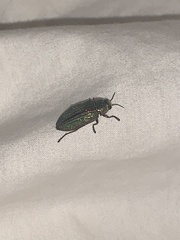 Buprestis aurulenta