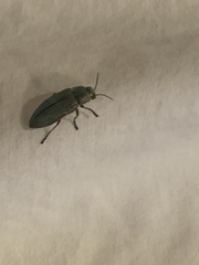 Buprestis aurulenta