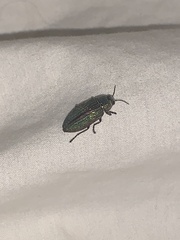 Buprestis aurulenta