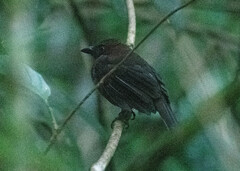 Habia fuscicauda