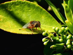 Eristalinus punctulatus