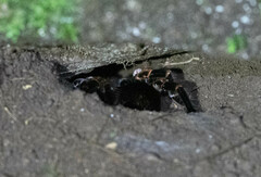 Megaphobema mesomelas