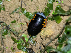 Megaloblatta blaberoides