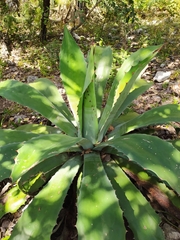 Agave cupreata