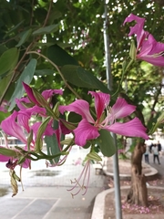 Bauhinia purpurea