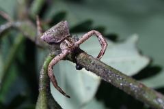 Pistius
