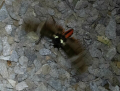 Dysschema leucophaea