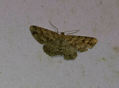 Melanolophia