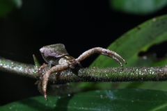 Pistius