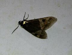 Dysschema leucophaea