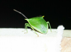 Loxa viridis