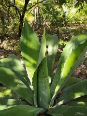 Agave cupreata