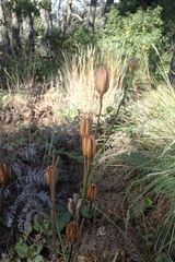 Lilium maritimum