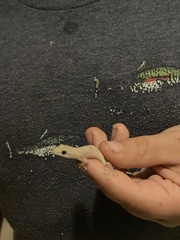 Gehyra mutilata