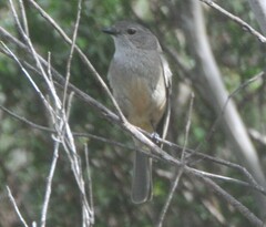 Pachycephala fuliginosa