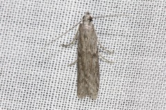 Cryptoblabes hemigypsa