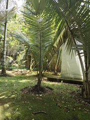 Ceroxylon echinulatum