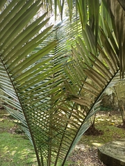 Ceroxylon echinulatum