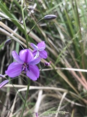 Arthropodium strictum