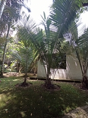Ceroxylon echinulatum