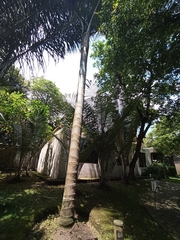 Ceroxylon echinulatum
