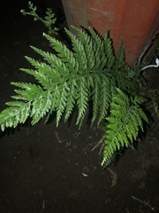 Pityrogramma calomelanos